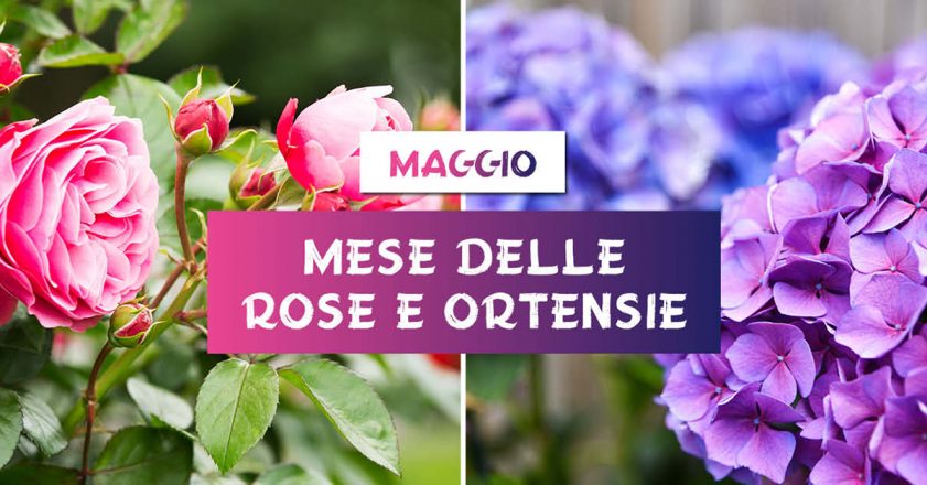 MAGGIO è il mese delle rose e delle ortensie - Pellegrini Garden