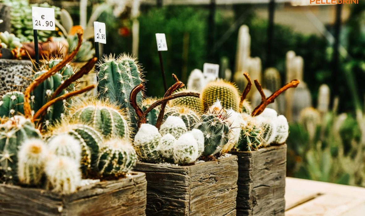 mese_piante_grasse_centro_giardinaggio_pellegrini8