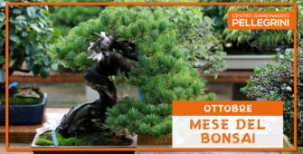 mese-del-bonsai-pellegrini