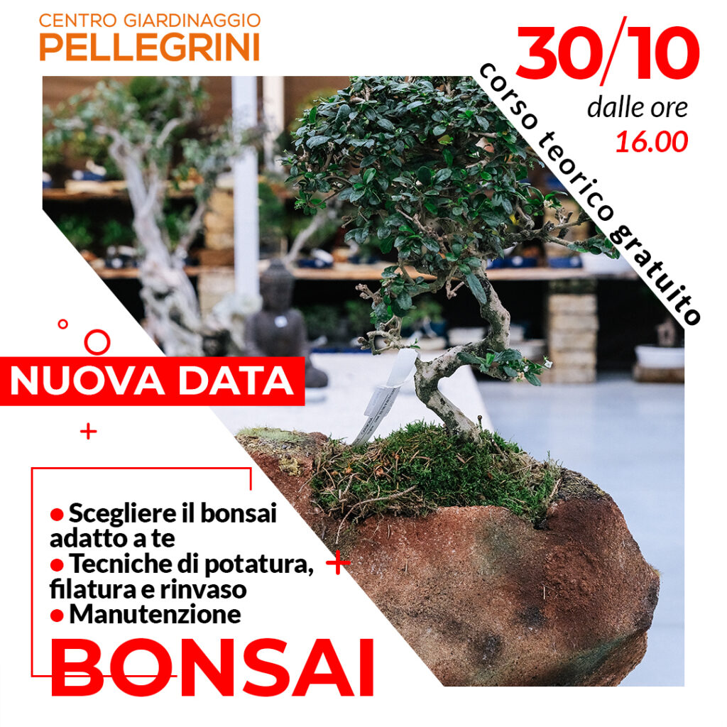corso-bonsai-30-ottobre-pellegrini