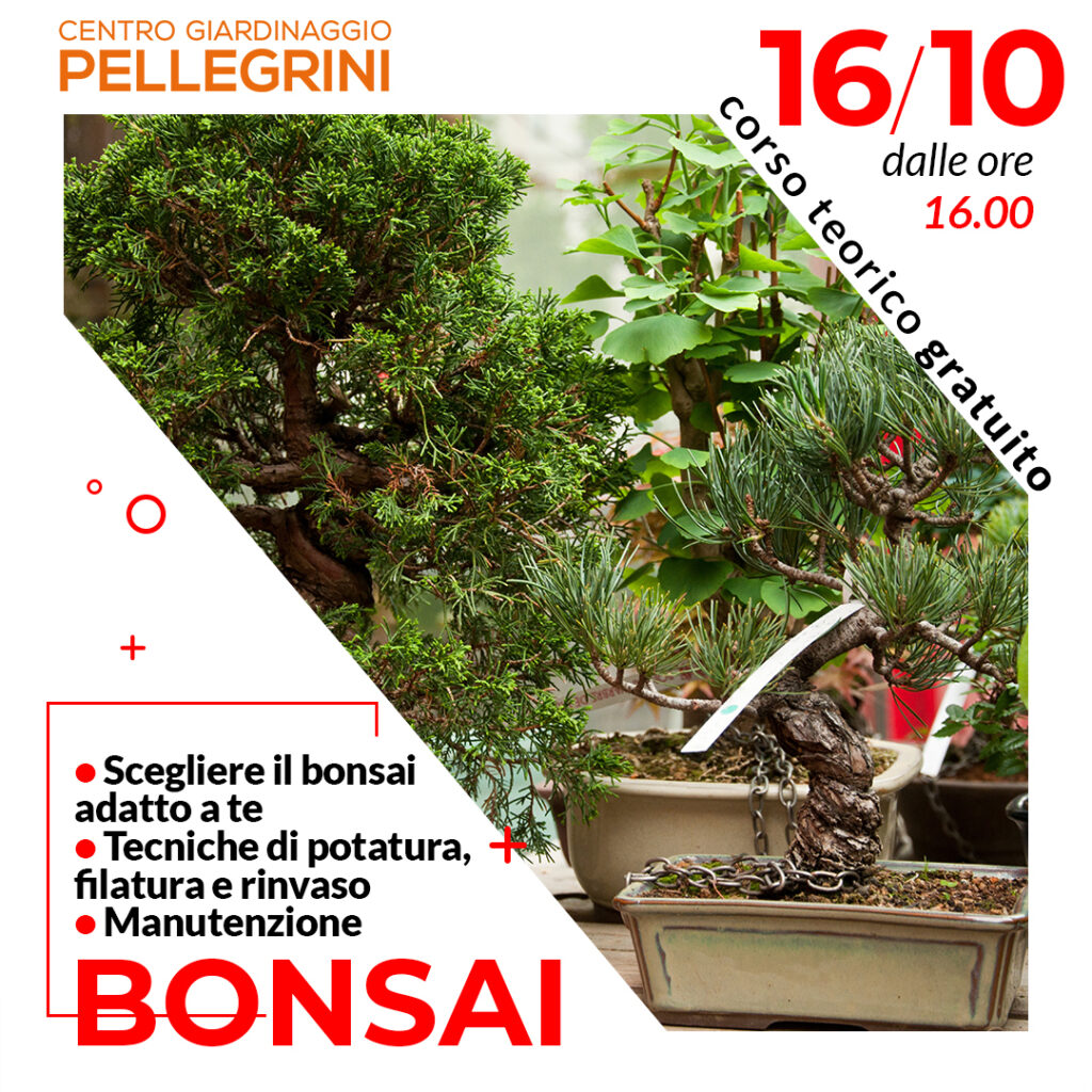 corso-bonsai-pellegrini