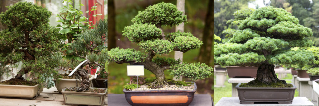 ottobre-mese-bonsai-pellegrini
