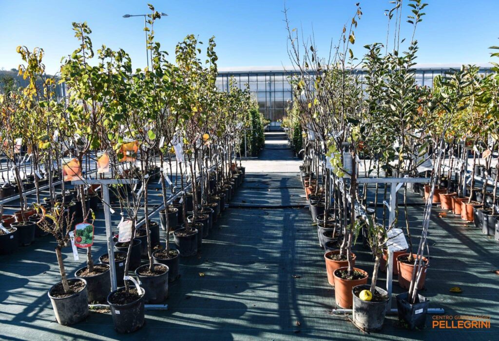 piante-da-frutto-centro-giardinaggio-pellegrini_vivaio