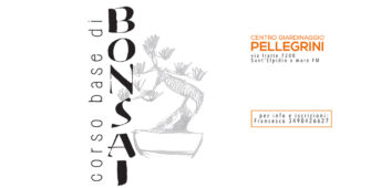 corso-bonsai-pellegrini