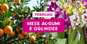 febbraio-mese-agrumi-orchidee