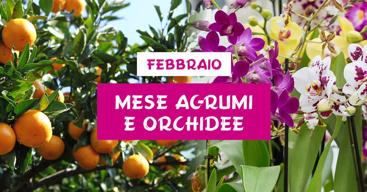 febbraio-mese-agrumi-orchidee