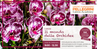 corso-orchidee-centro-giardinaggio-pellegrini