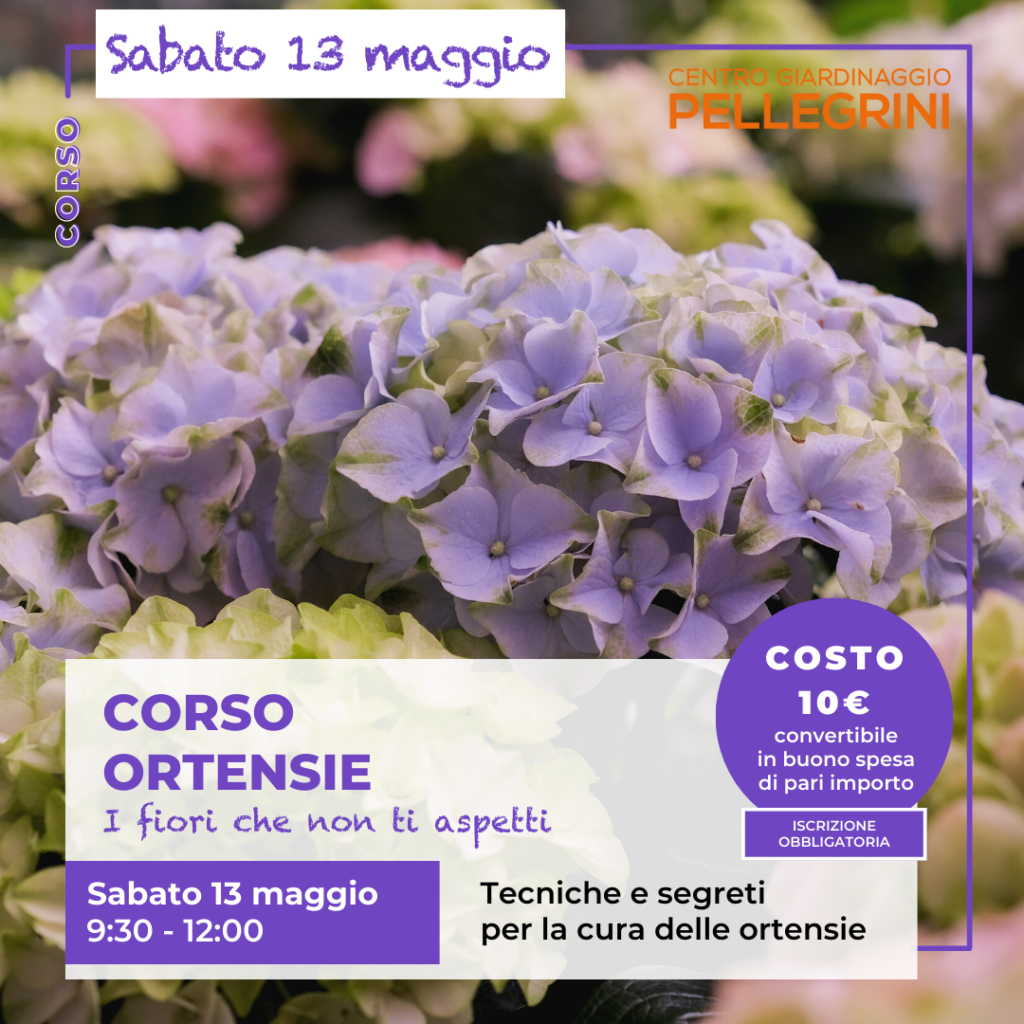 corso-ortensie-centro-giardinaggio-pellegrini