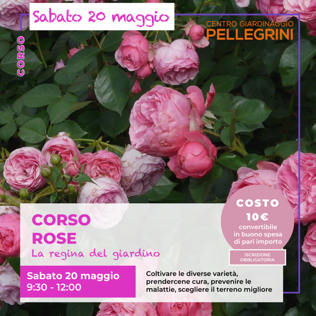 corso-rose-centro-giardinaggio-pellegrini
