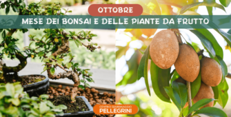 Ottobre-mese-bonsai-e-piante-frutto-pellegrini