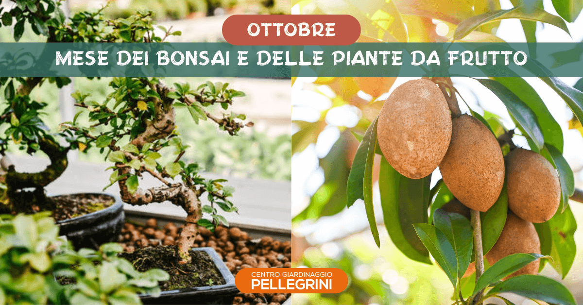 Ottobre-mese-bonsai-e-piante-frutto-pellegrini