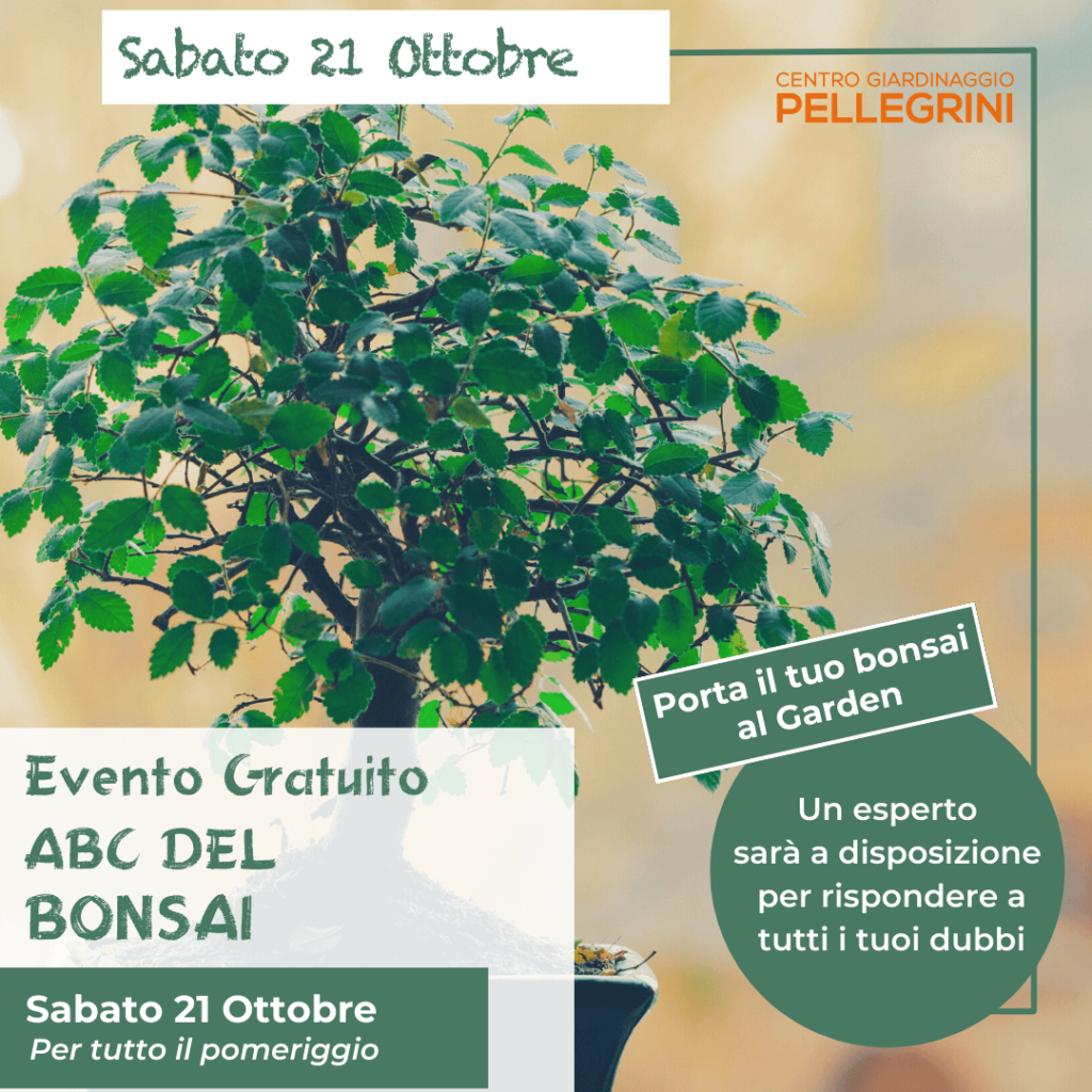 corso-abc-bonsai-2023-pellgrini