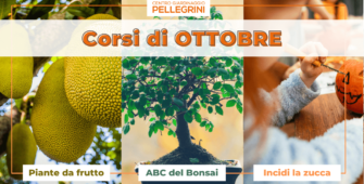 corsi-ottobre-2023-pellegrini