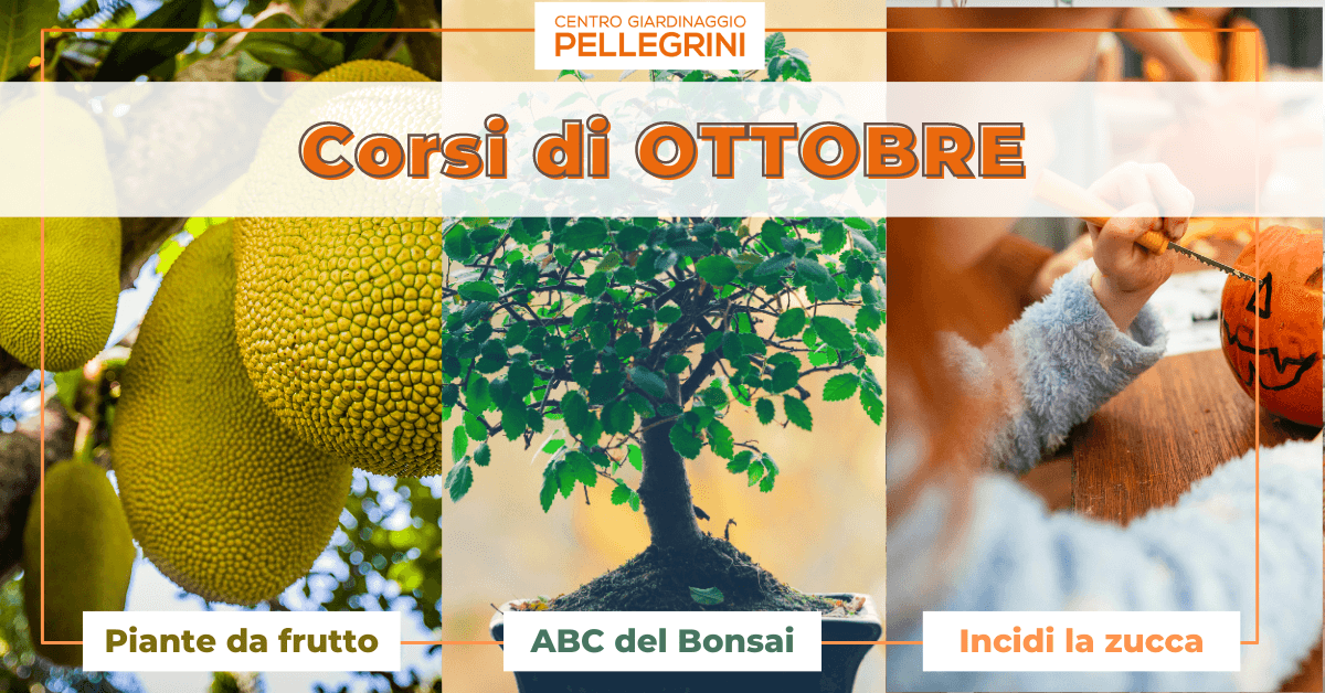 corsi-ottobre-2023-pellegrini