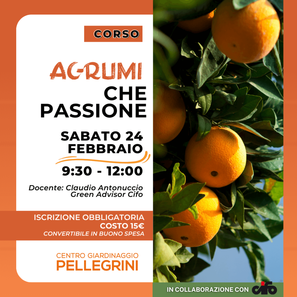 corso-agrumi-2024-centro-giardinaggio-pellegrini