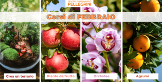corso-terrario-piante-da-frutto-orchidee-agrumi-2024-centro-giardinaggio-pellgrini-news