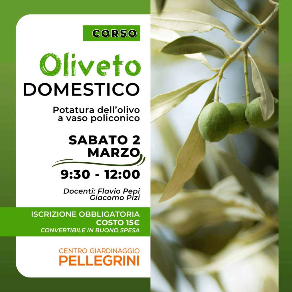 corso-oliveto-domestico-pellegrini