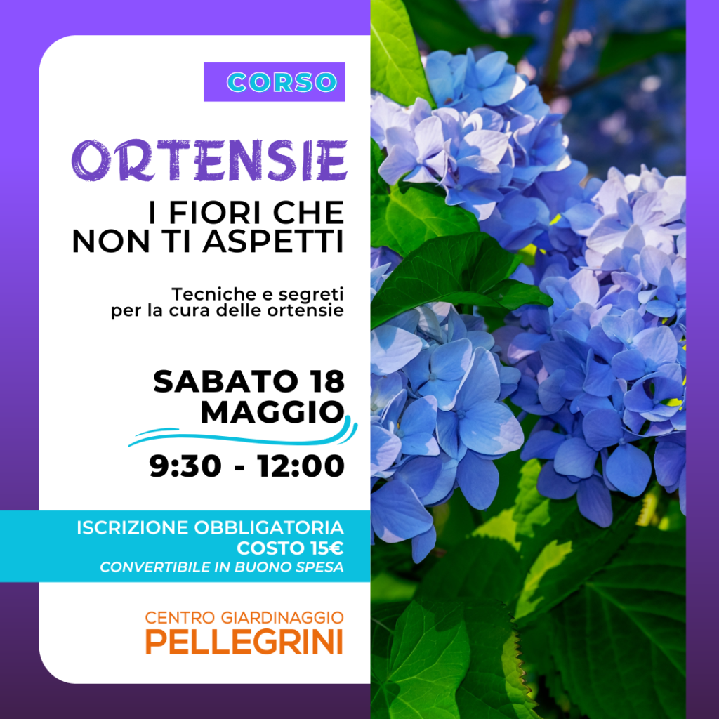 corsi-maggio-pellegrini-ortensie