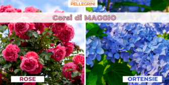 corsi-maggio-pellegrini-rose-ortensie