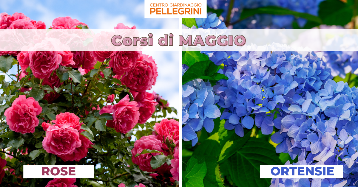 corsi-maggio-pellegrini-rose-ortensie