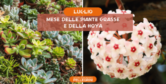 mese-piante-grasse-e-hoya-centro-giardinaggio-pellegrini