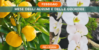 febbraio-mese-agrumi-e-orchidee-centro-giardinaggio-pellegrini