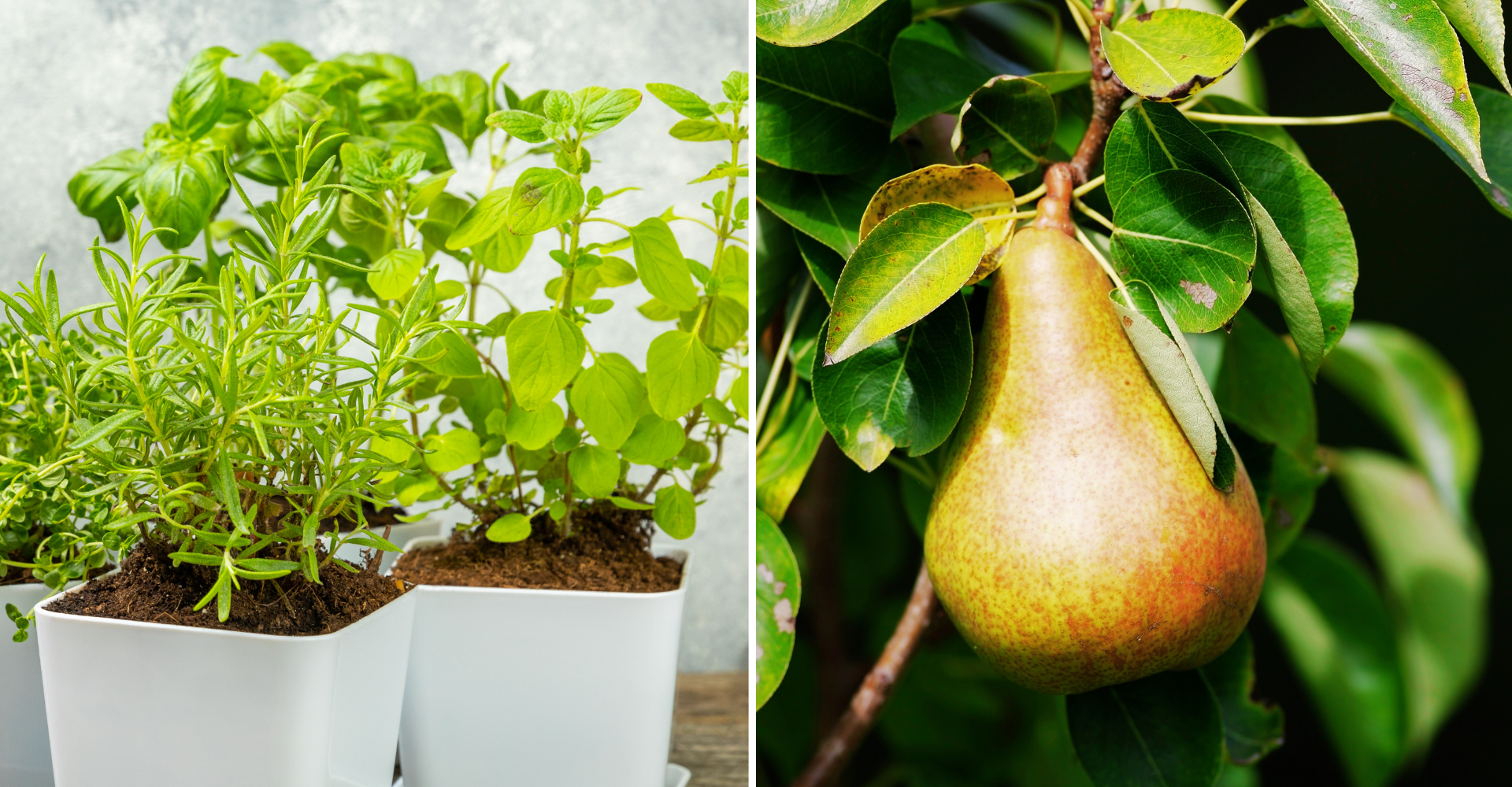 mese-aromatiche-e-piante-da-frutto-pellegrini