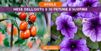 aprile-mese-di-orto-petunie-e-surfinie