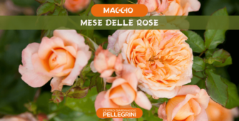 mese-delle-rose-pellegrini