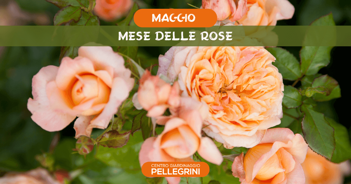mese-delle-rose-pellegrini