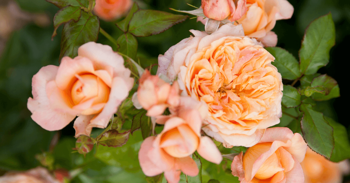 mese-rose-centro-giardinaggio-pellegrini