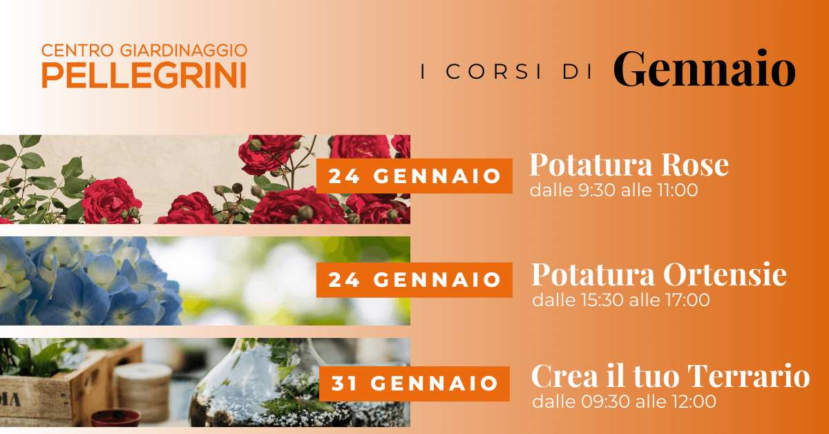 CORSI-pellegrini-gennaio-2026-rose-ortensie-terrario (1)