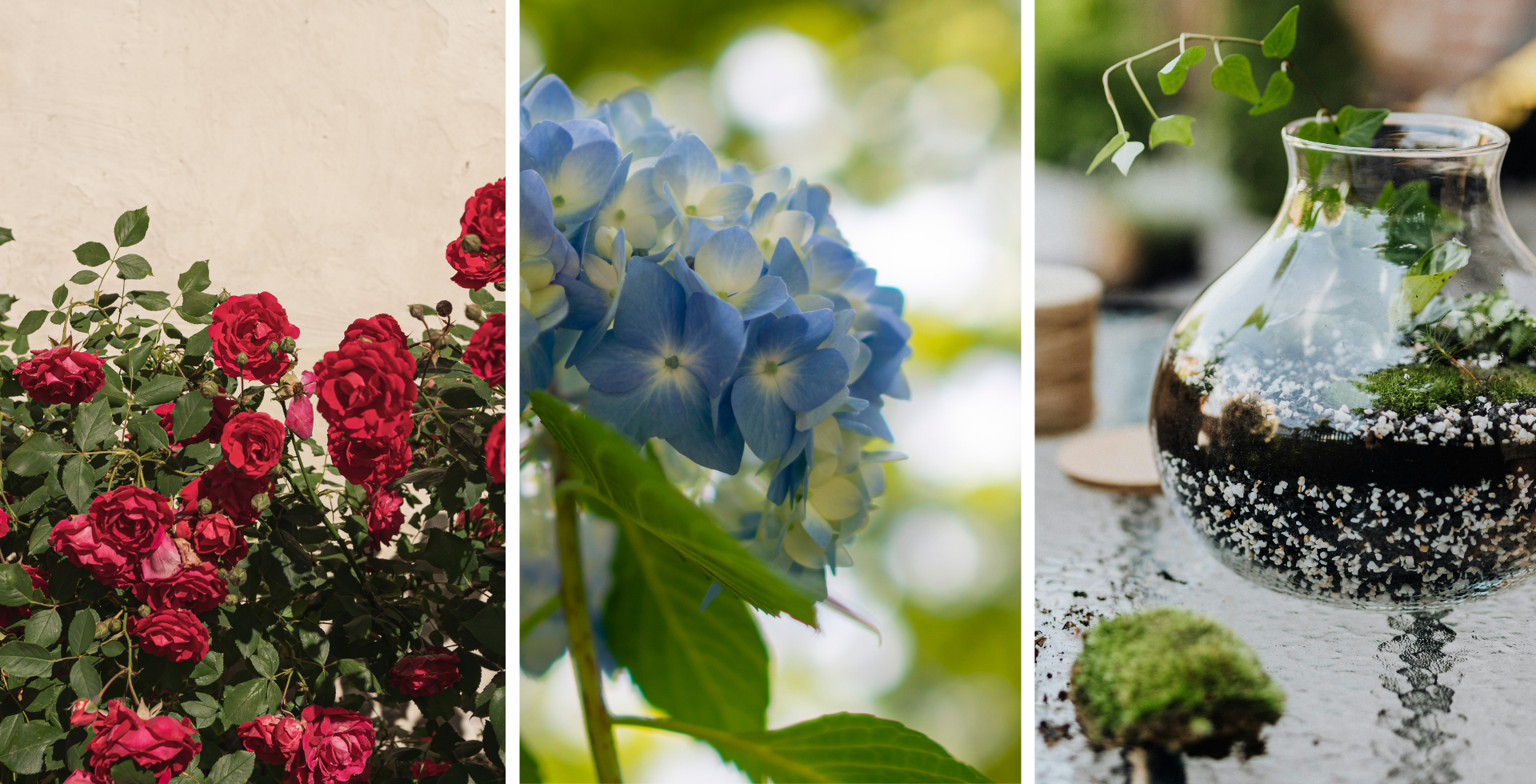 corsi-gennaio-pellegrini-rose-ortensie-terrarium