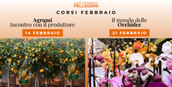 corso-agrumi-e-orchidee-febbraio-2026-pellegrini