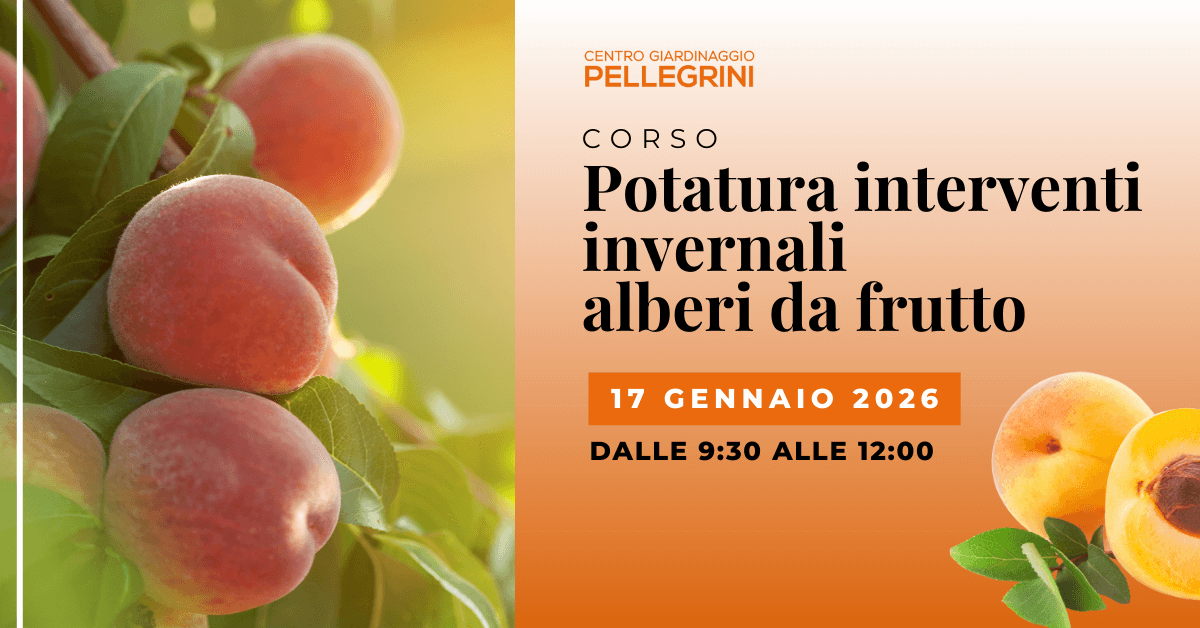 corso-potatura-invernale-alberi-da-frutto_pellegrini