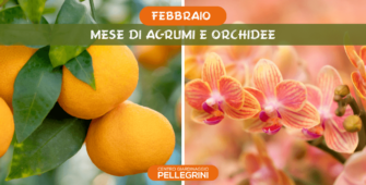 febbraio-mese-agrumi-orchidee-pellegrini