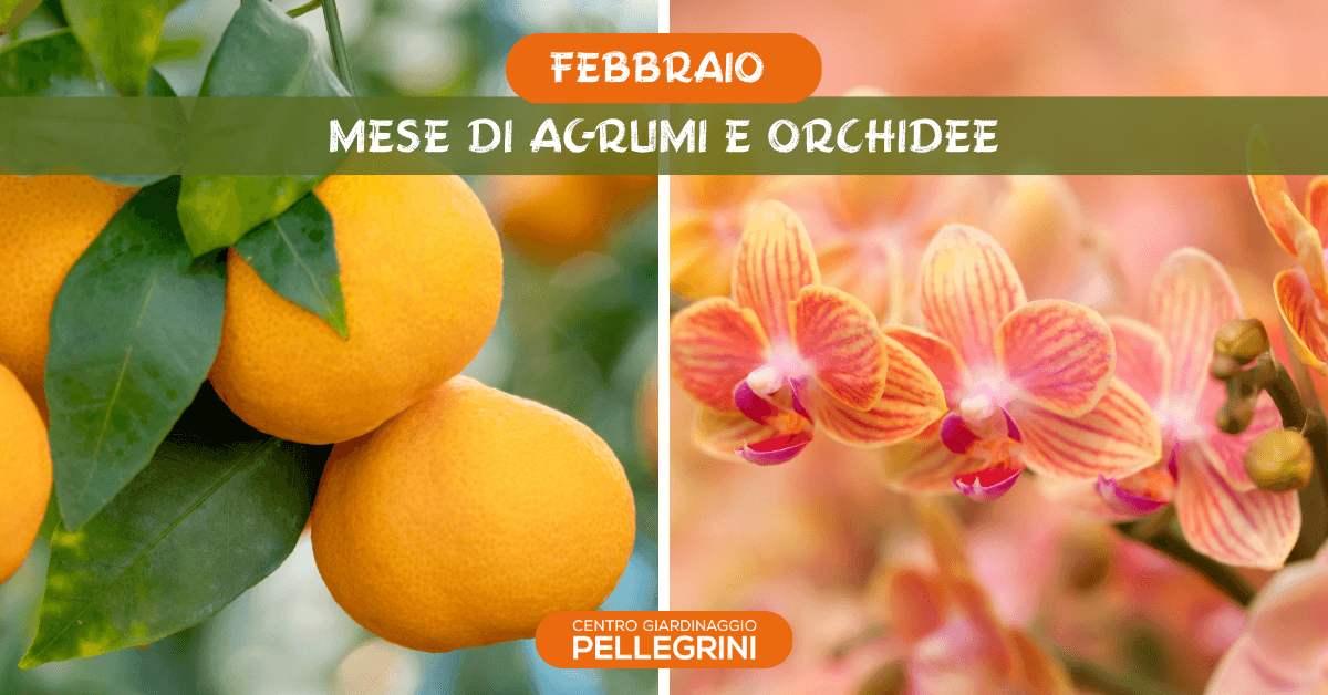 febbraio-mese-agrumi-orchidee-pellegrini
