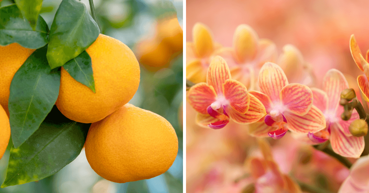 mese-agrumi-orchidee-pellegrini-febbraio