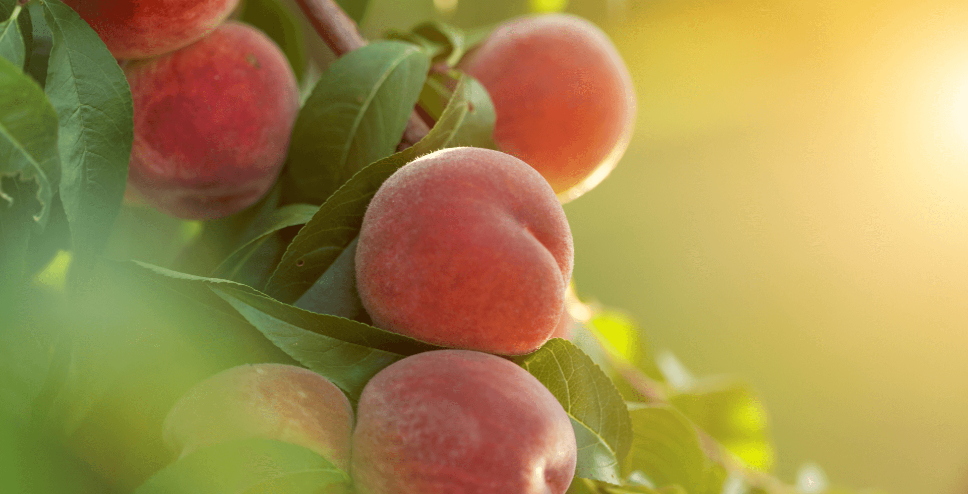 potatura-invernale-alberi-da-frutto_corso-pellegrini