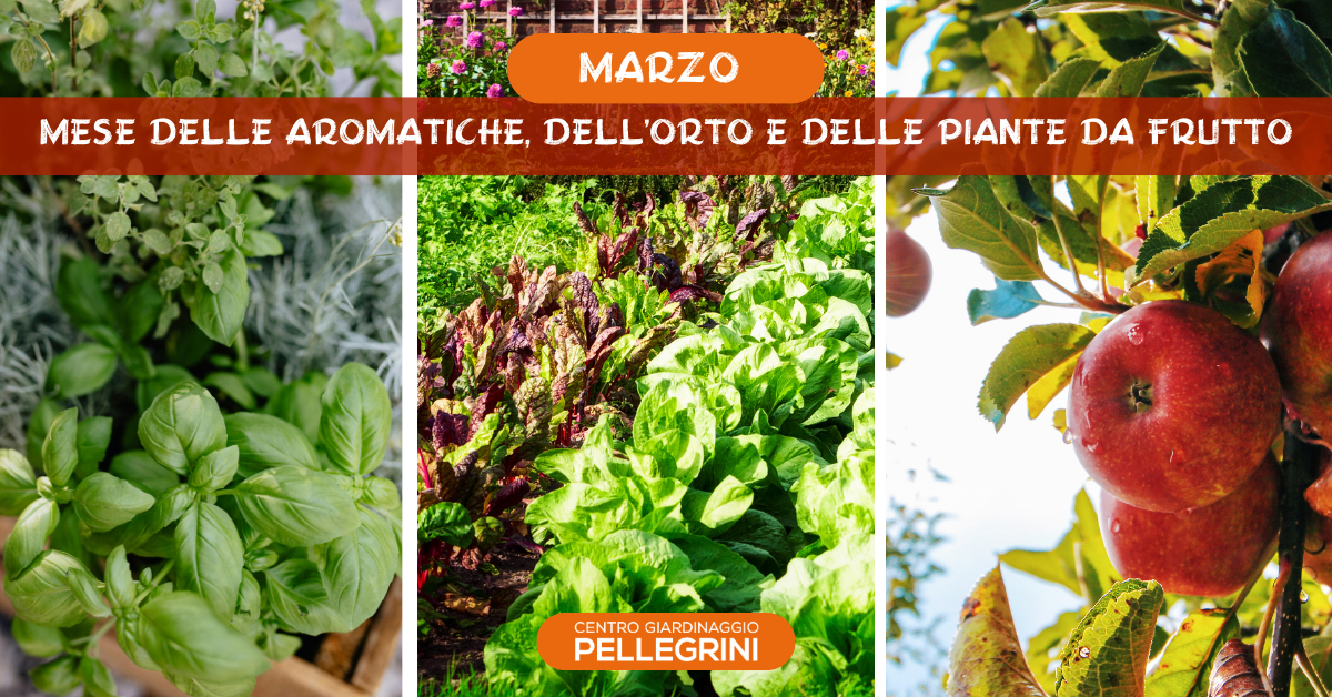 centro-giardinaggio-pellegrini-marzo-mese-di-piante-da-frutto-e-aromatiche-orto