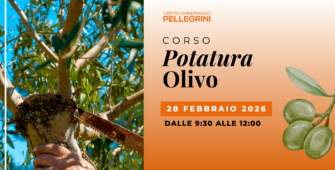corso-potatura-olivo-pellegrini-febbraio-2026