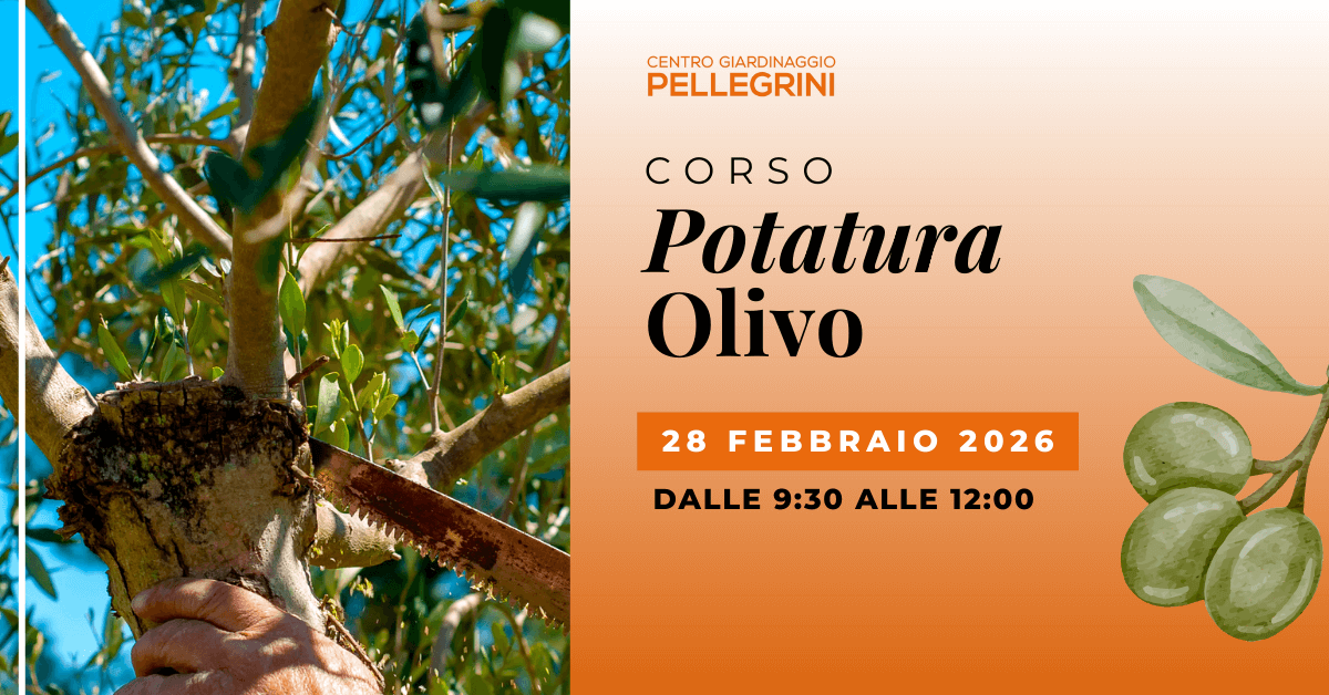 corso-potatura-olivo-pellegrini-febbraio-2026