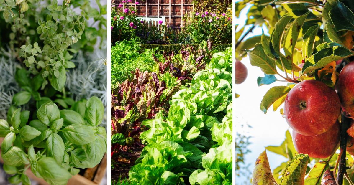 marzo-mese-aromatiche-orto-piante-piante-frutto