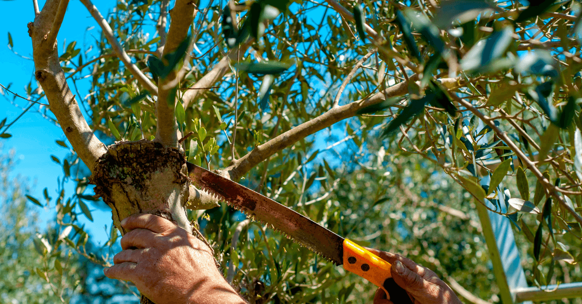 pellegrini-corso-potattura-olivo-febbraio-2026
