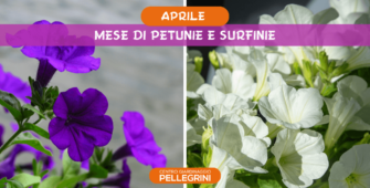 aprile-mese-di-petunie-surfinie-centro-giardinaggio-pellegrini