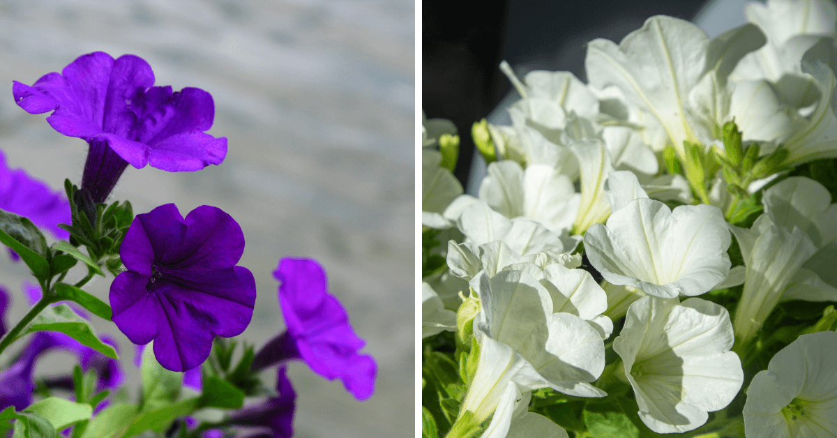 centro-giardinaggio-pellegrini-aprile-mese-di-petunie-surfinie