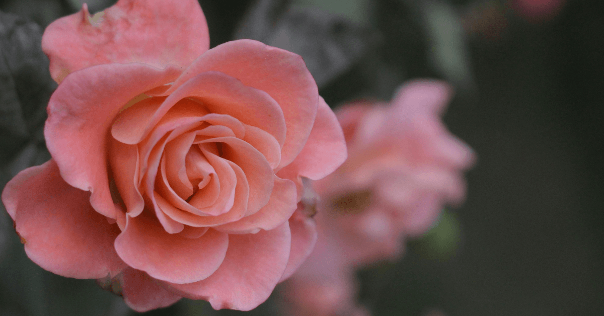 corso-rose-le-regine-del-giardino-centro-giardinaggio-pellegrini 2
