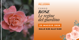 maggio-corso-rose-pellegrini
