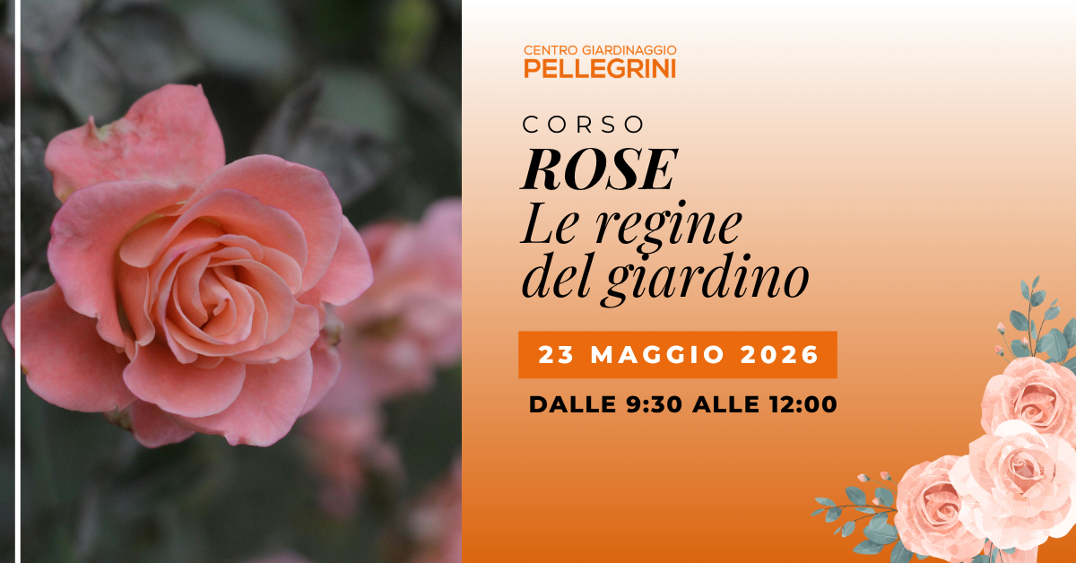 maggio-corso-rose-pellegrini