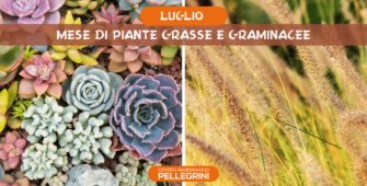 luglio-mese-di-graminacee-ornamentali-e-piante-grasse